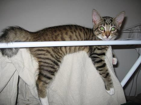 Huskat Mini - se jeg kan os lege vasketøj :) billede 4