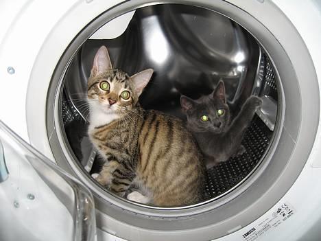 Huskat Mini billede 5