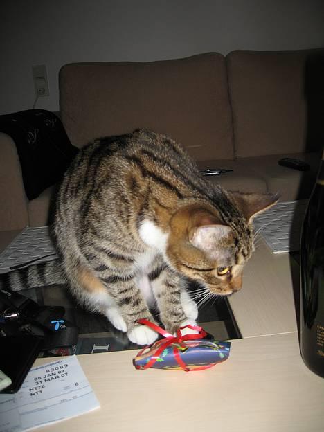 Huskat Mini - jubii jeg fik en julegave :D billede 6