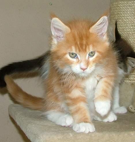 Maine Coon Aslan billede 9