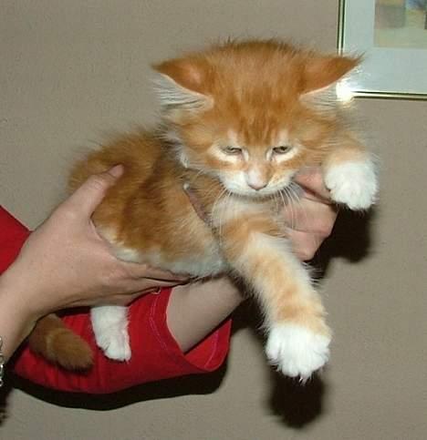 Maine Coon Aslan billede 10