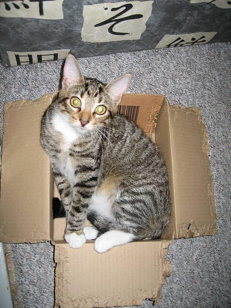 Huskat Mini - jeg kan lige ligge her billede 11