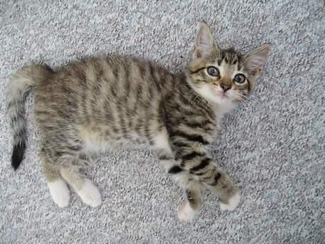 Huskat Mini billede 12