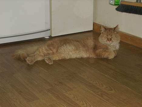 Maine Coon Garfield << Død >> billede 9
