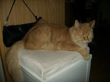 Maine Coon Garfield << Død >> billede 10