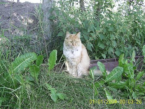 Maine Coon Garfield << Død >> - Er jeg ikke flot..? billede 11