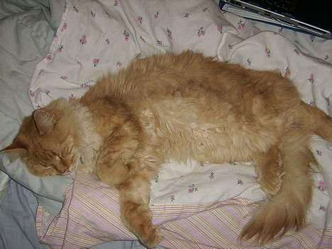 Maine Coon Garfield << Død >> billede 12