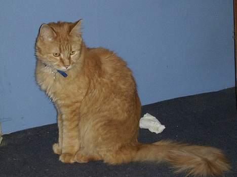Maine Coon Garfield << Død >> billede 13