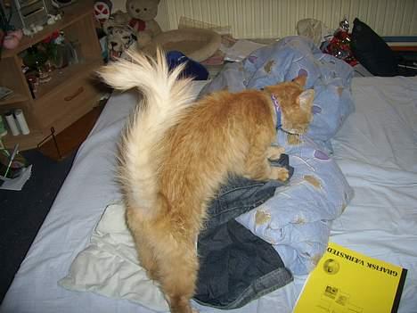 Maine Coon Garfield << Død >> billede 14