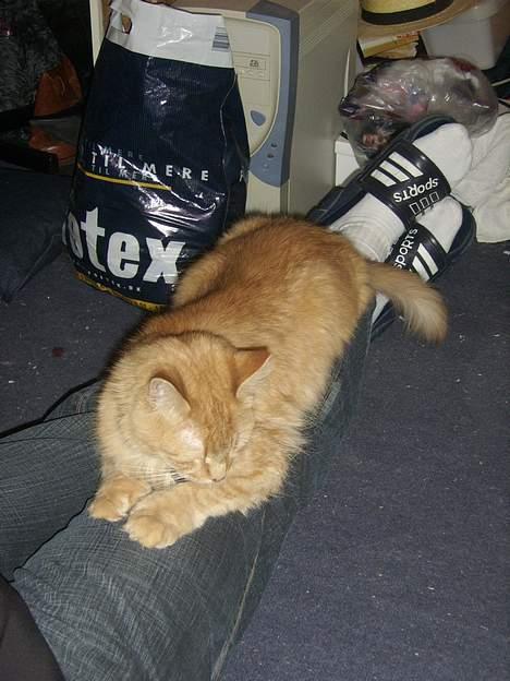 Maine Coon Garfield << Død >> billede 15