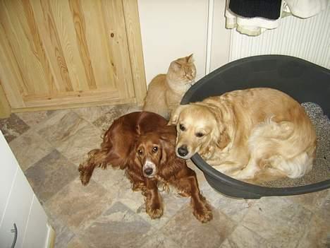 Maine Coon Garfield << Død >> billede 16