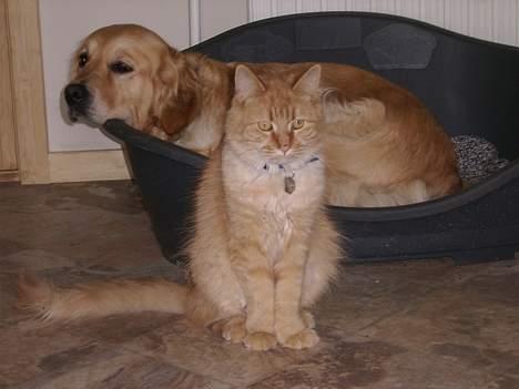 Maine Coon Garfield << Død >> billede 17