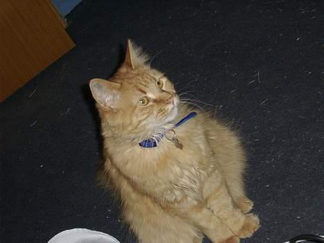 Maine Coon Garfield << Død >> billede 18