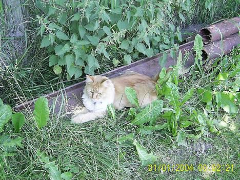 Maine Coon Garfield << Død >> - Det er bare et godt sted at ligge billede 19