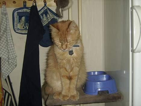 Maine Coon Garfield << Død >> billede 20