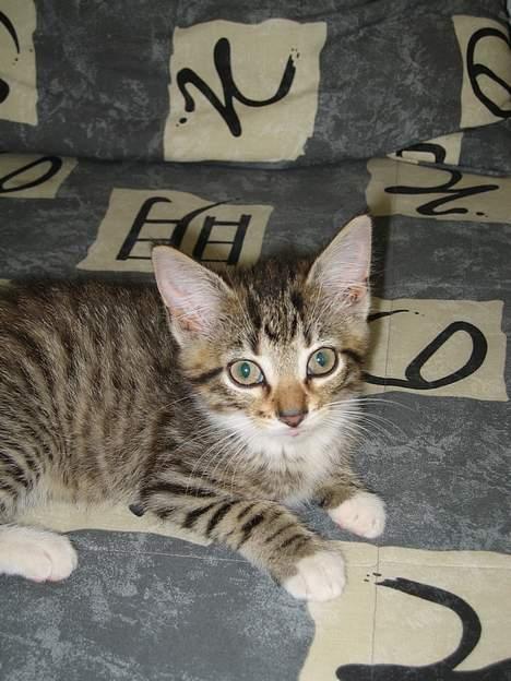 Huskat Mini billede 13