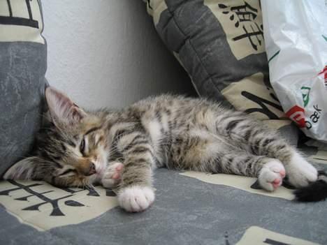 Huskat Mini billede 14