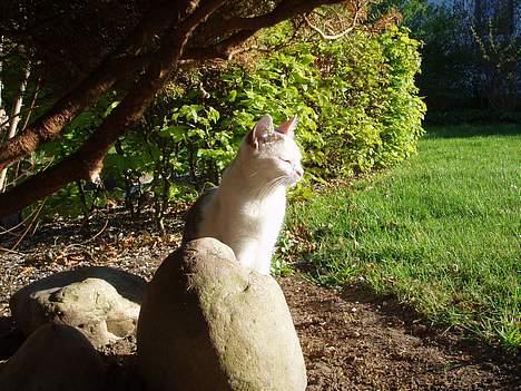 Huskat Gandhi billede 7