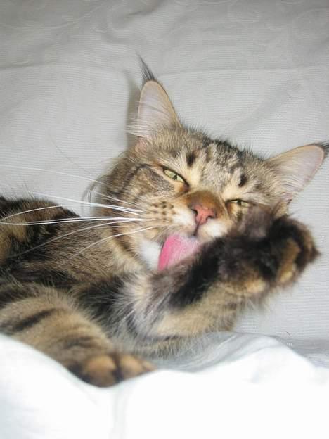Maine Coon Ally R.I.P - Så er det store badedag..  billede 7