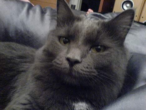 Blanding af racer Jasmin (R.I.P) billede 1