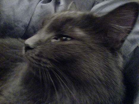 Blanding af racer Jasmin (R.I.P) billede 2