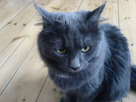 Blanding af racer Jasmin (R.I.P) billede 3