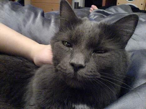 Blanding af racer Jasmin (R.I.P) billede 5