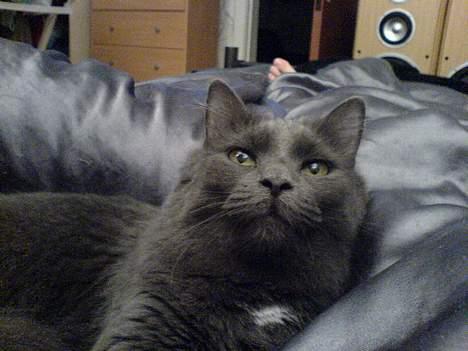 Blanding af racer Jasmin (R.I.P) billede 6