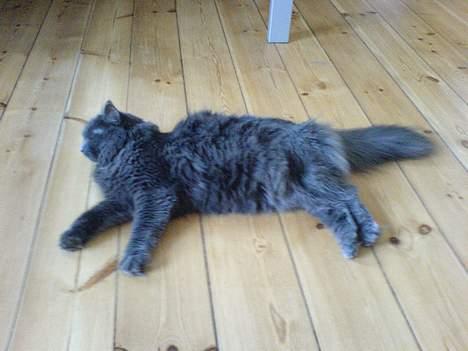 Blanding af racer Jasmin (R.I.P) billede 7