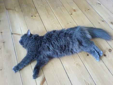 Blanding af racer Jasmin (R.I.P) billede 8