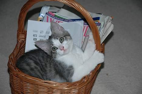 Huskat Fut billede 1