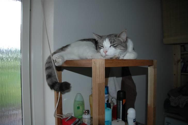 Huskat Fut billede 2