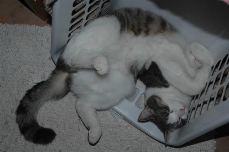 Huskat Fut billede 3