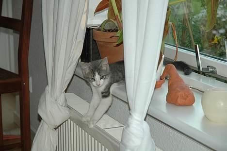 Huskat Fut billede 4