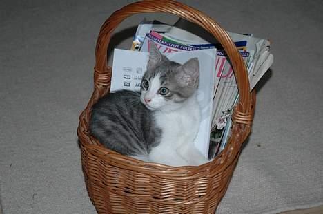 Huskat Fut billede 5