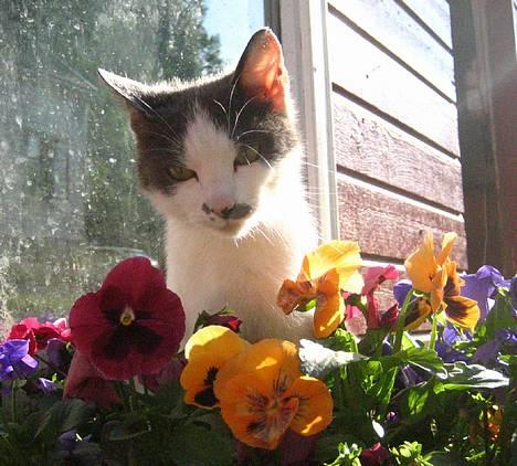 Blanding af racer bollis - Bollis i blomsterene billede 15