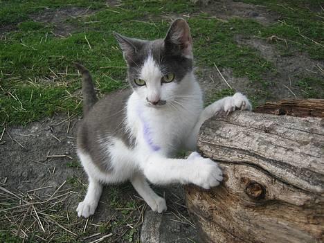 Blanding af racer bollis - Bollis sin beibi  :) billede 16