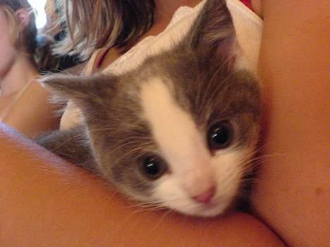 Blanding af racer bollis - Bollis sin beibi :) billede 17