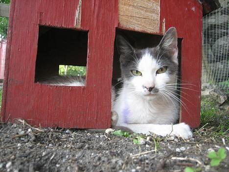 Blanding af racer bollis - Bollis sin beibi :) billede 18