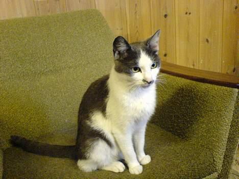 Blanding af racer bollis - Bollis :) billede 19