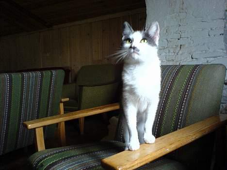 Blanding af racer bollis - Bollis billede 20