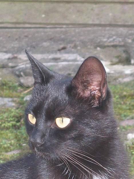 Blanding af racer sorte "dronning af nørbæk - dronningen of nørbæk ... billede 1