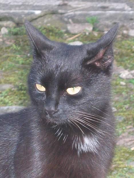 Blanding af racer sorte "dronning af nørbæk - er jeg ikke smuk <3<3<3 billede 2