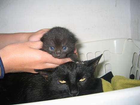 Blanding af racer sorte "dronning af nørbæk - sorte og hendes detsværre kun ene killing fra i år, som hedder zaki "tykzaki" billede 3