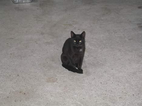 Blanding af racer sorte "dronning af nørbæk - se lige hvor stille jeg sidder  billede 4