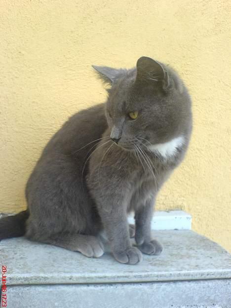 Huskat Magnus Olsen billede 13