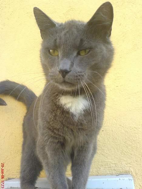 Huskat Magnus Olsen billede 14