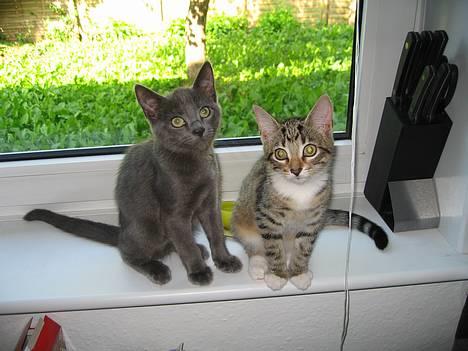 Huskat Banditten - er vi ikke bare søde ?? billede 2