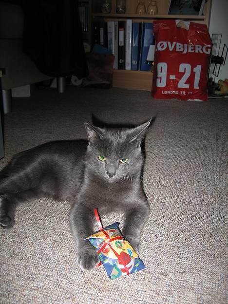 Huskat Banditten - en gave KUN til mig :D billede 4