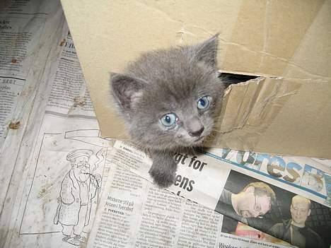 Huskat Banditten - *kuk kuk* billede 5